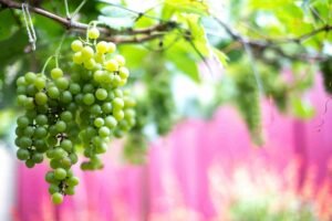 best wedding destinations in the US - winery tour