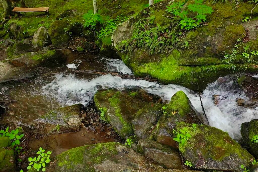 drone unicor from mossy spot across